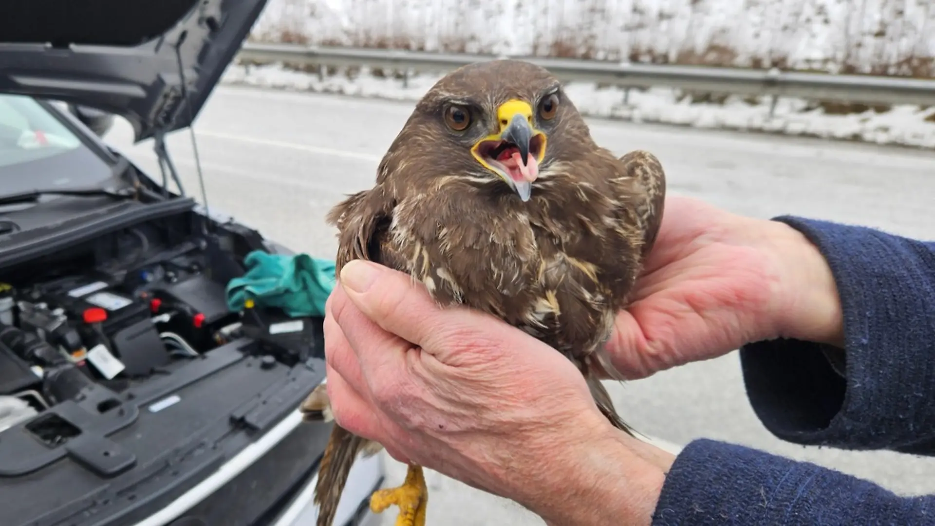 Nach der Rettung scheint der Bussard schon wieder die Kraft zu haben zu meckern.