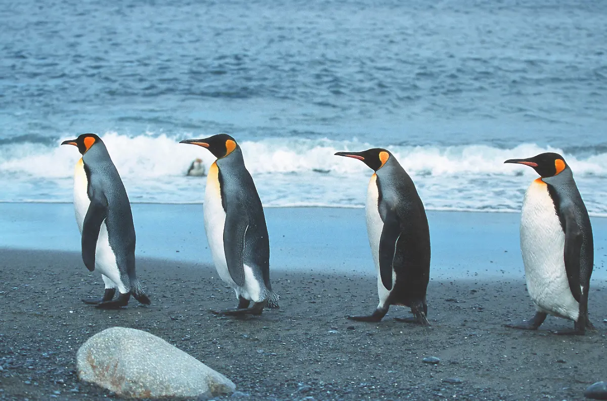 Pinguine, Otter und Co.: Von wegen süß! Das sind die bösesten Tiere der Welt