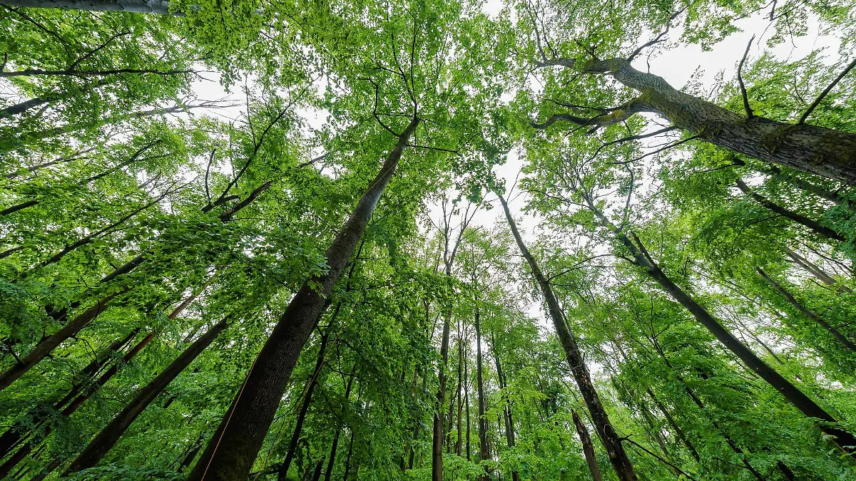 RWI-Institut-aus-Essen-will-Klimaziele-um-f-nf-Jahre-verschieben