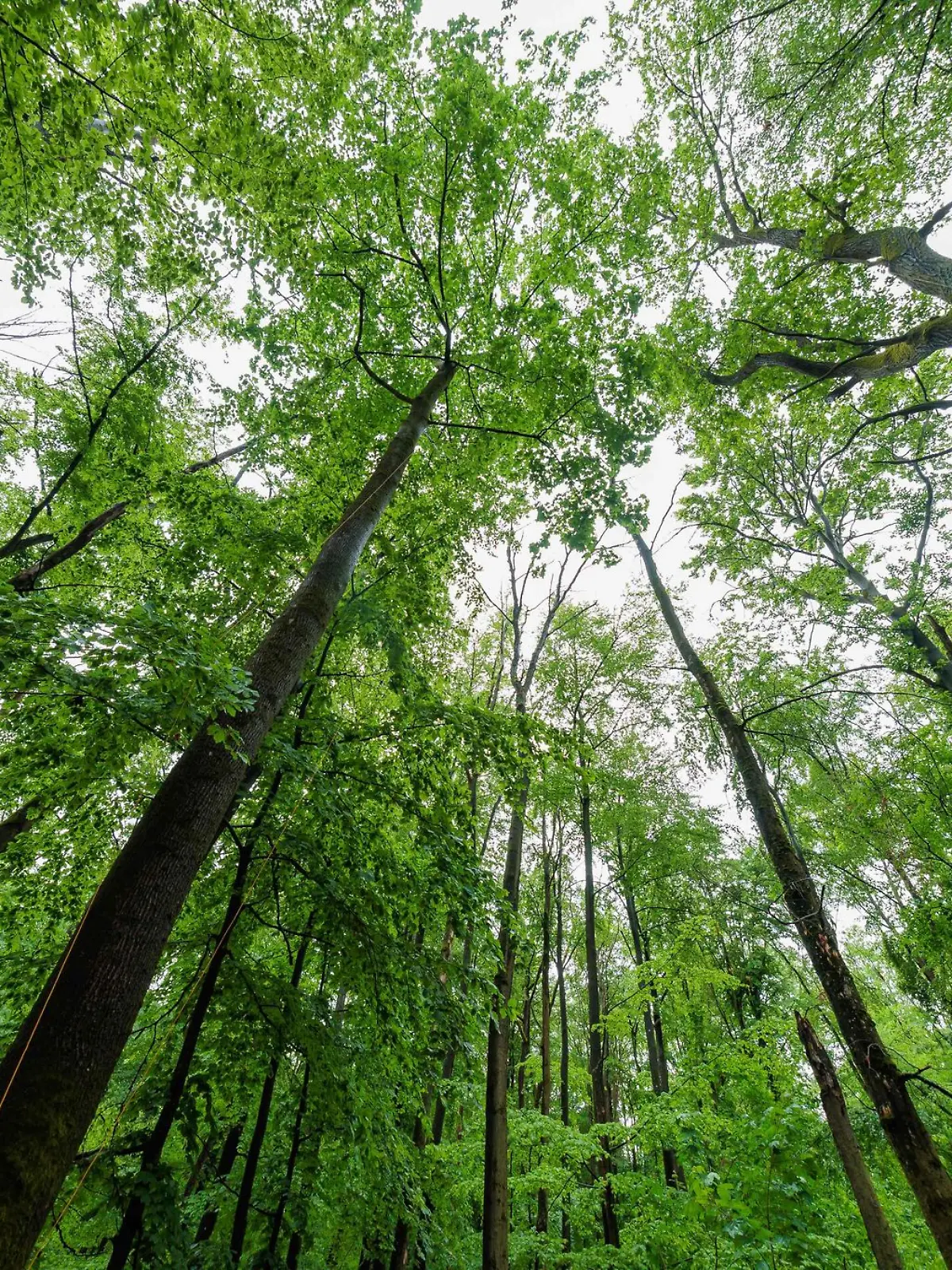 Bild zu: "Anpassung des Klimaschutzgesetzes gefordert"