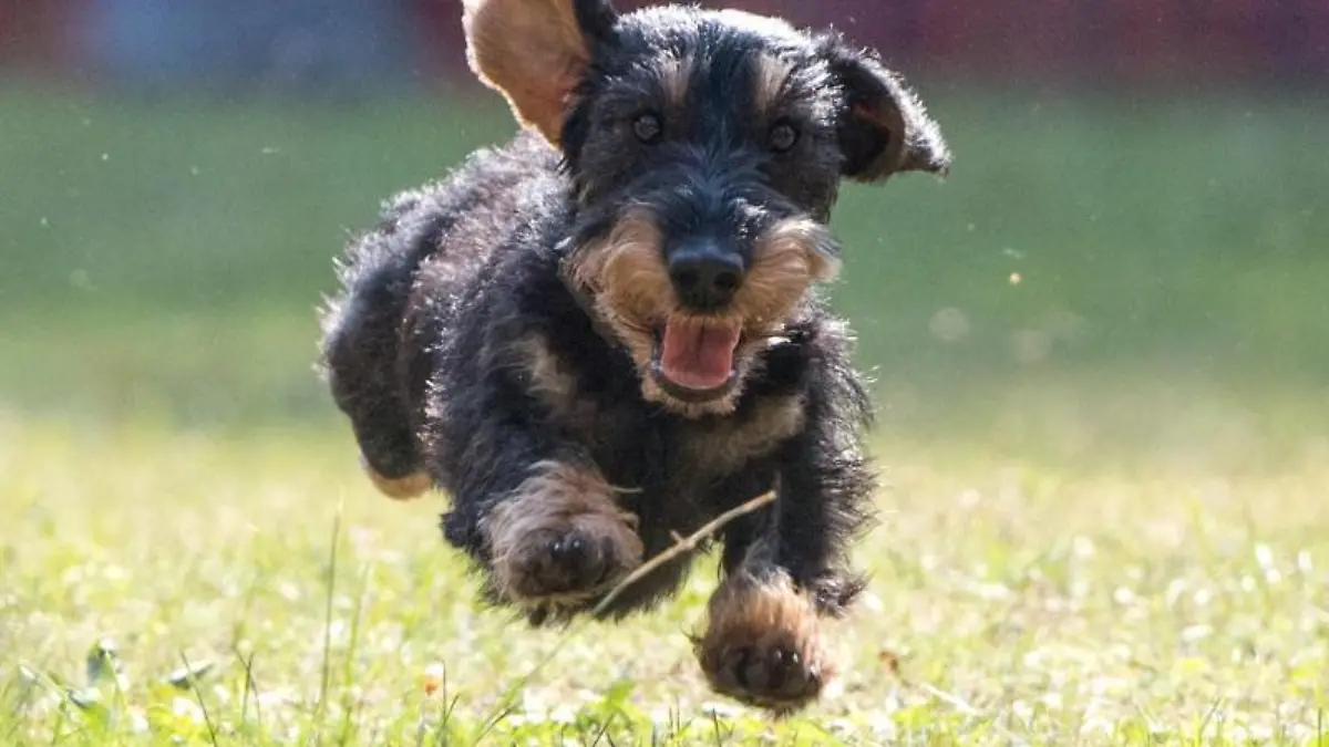 Dackel beim Sprint