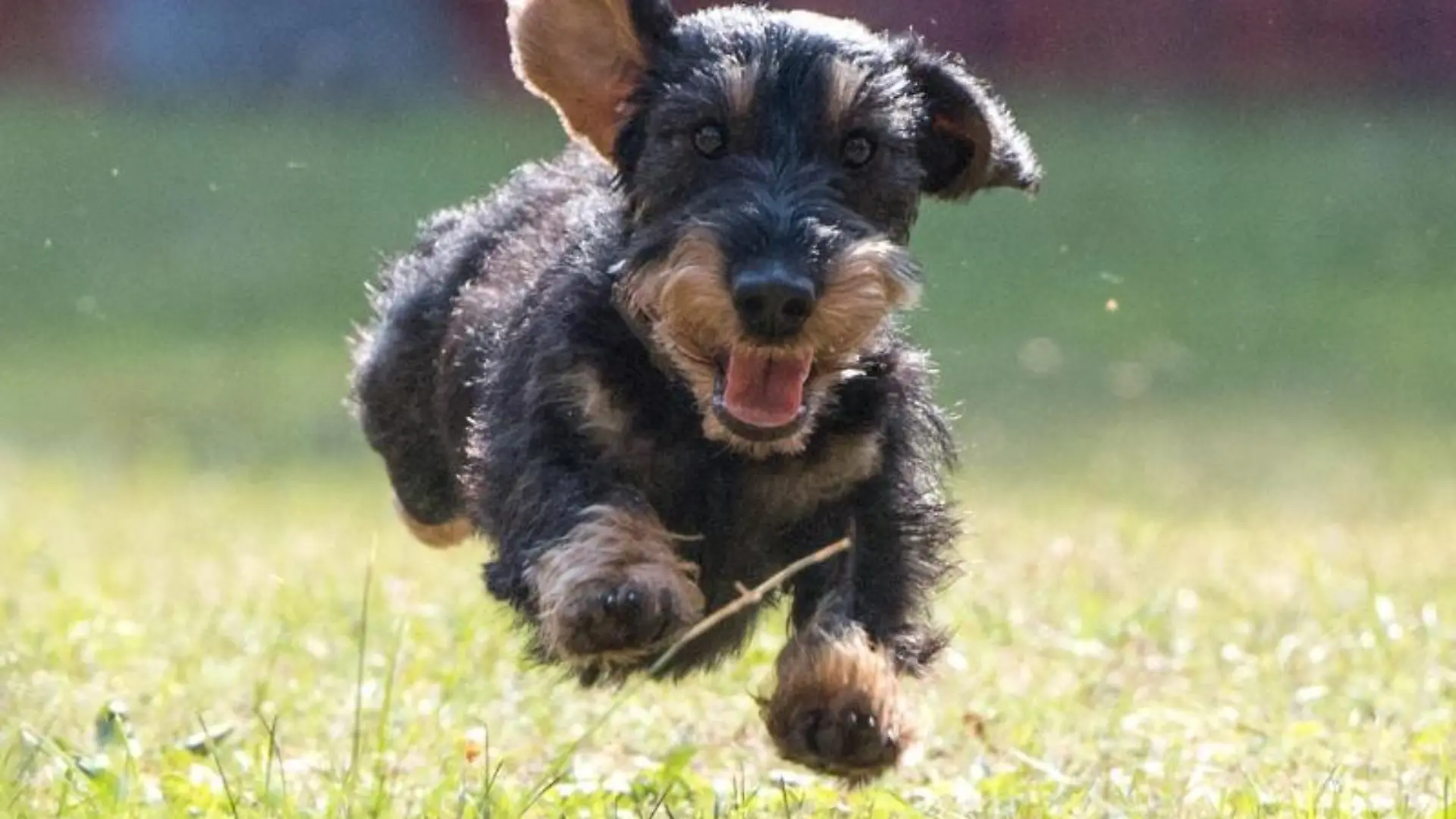 Dackel beim Sprint