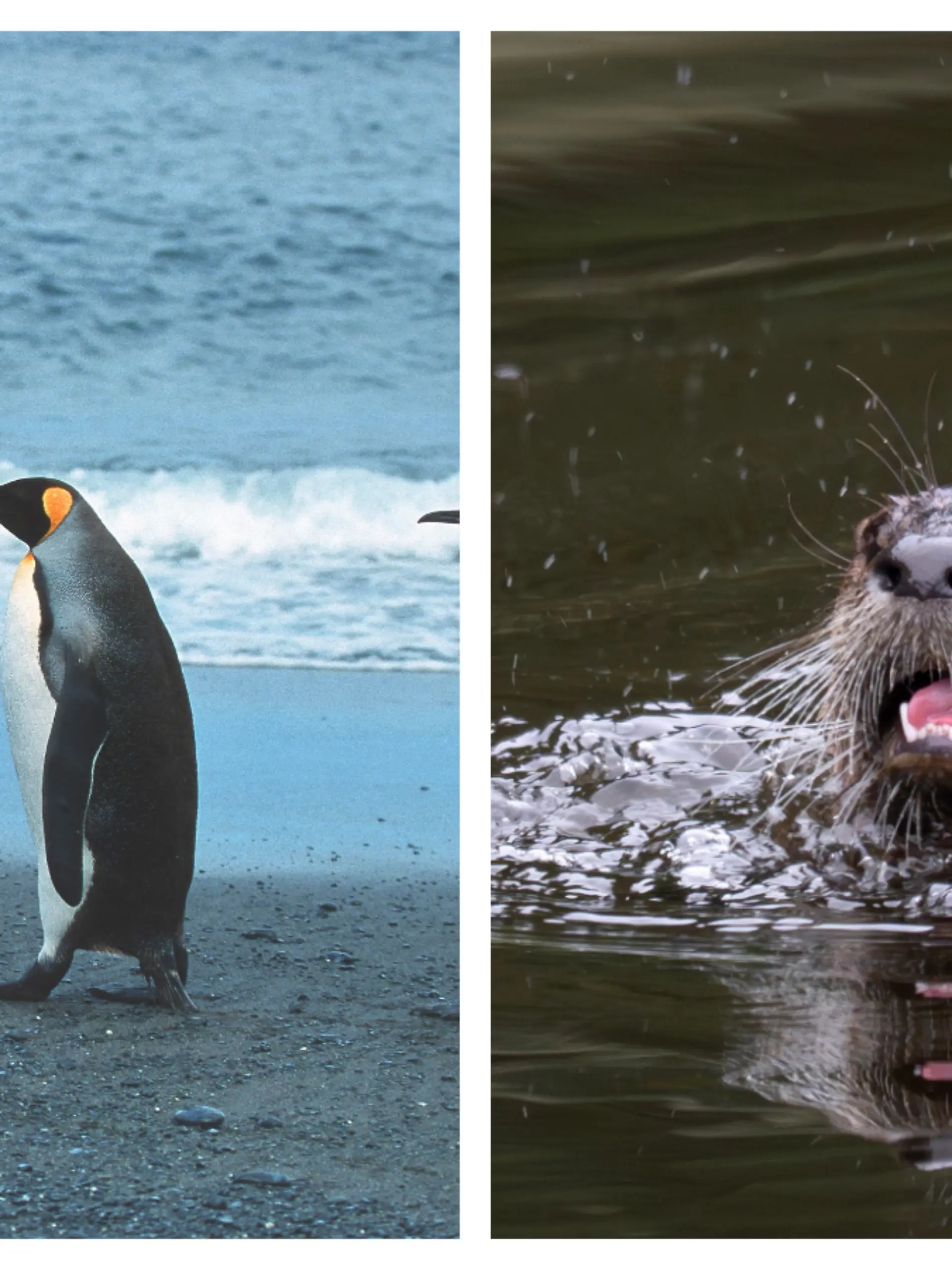 Pinguine und Otter