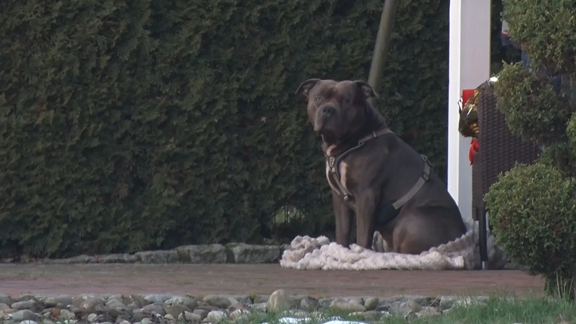 Zwischen dem American Bulldog und seinem Halter gab es den Ermittlungen zufolge eine tödliche Auseinandersetzung. (Handout-Foto)