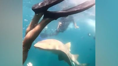 Brasilien: Brutaler Haiangriff! Schnorchlerin (36) erleidet heftige Verletzung am Bein