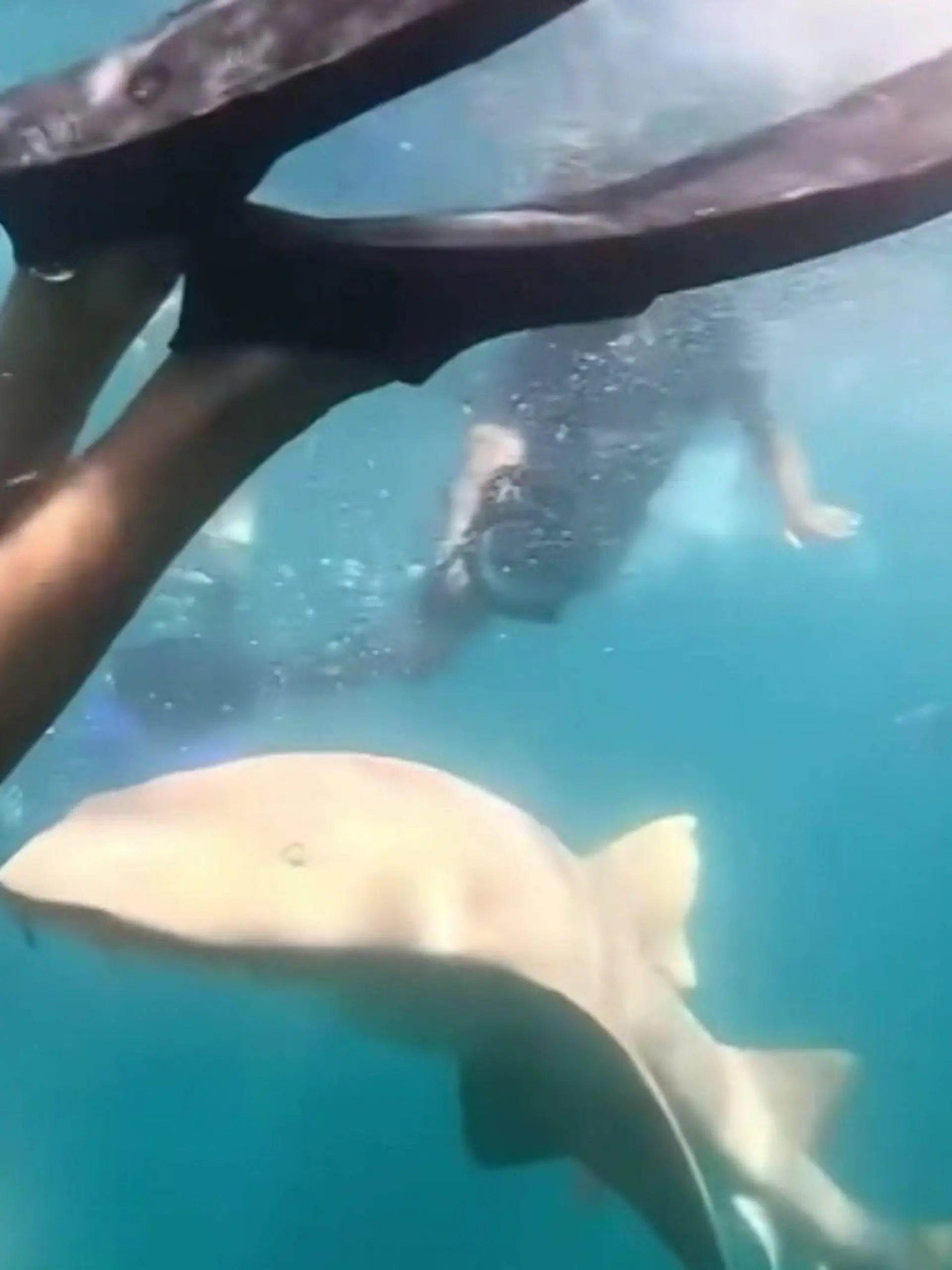 Bild zu: "Hai-Angriff auf Schnorchlerin! Raubfisch verbeißt sich in Tayane (36)"