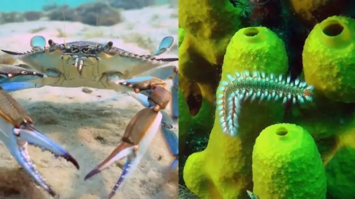 Borstenwurm und Blaukrabbe einfach aufessen Invasive Arten bedrohen das Mittelmeer