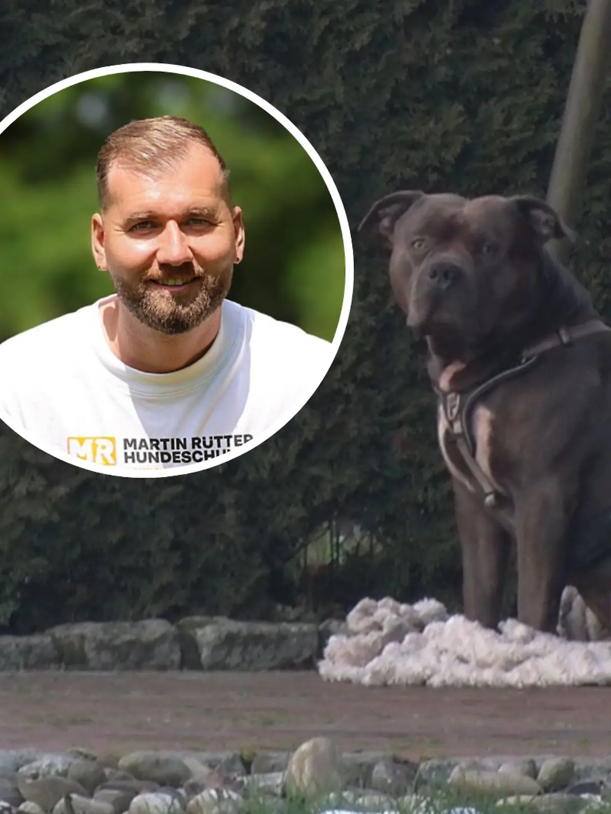 Hunde würden nicht mit einem Plan angreifen, erklärt Hundetrainer Dennis Dikić. Zu gefährlichen Auseinandersetzungen wie in Lohne kann es dennoch kommen. 
