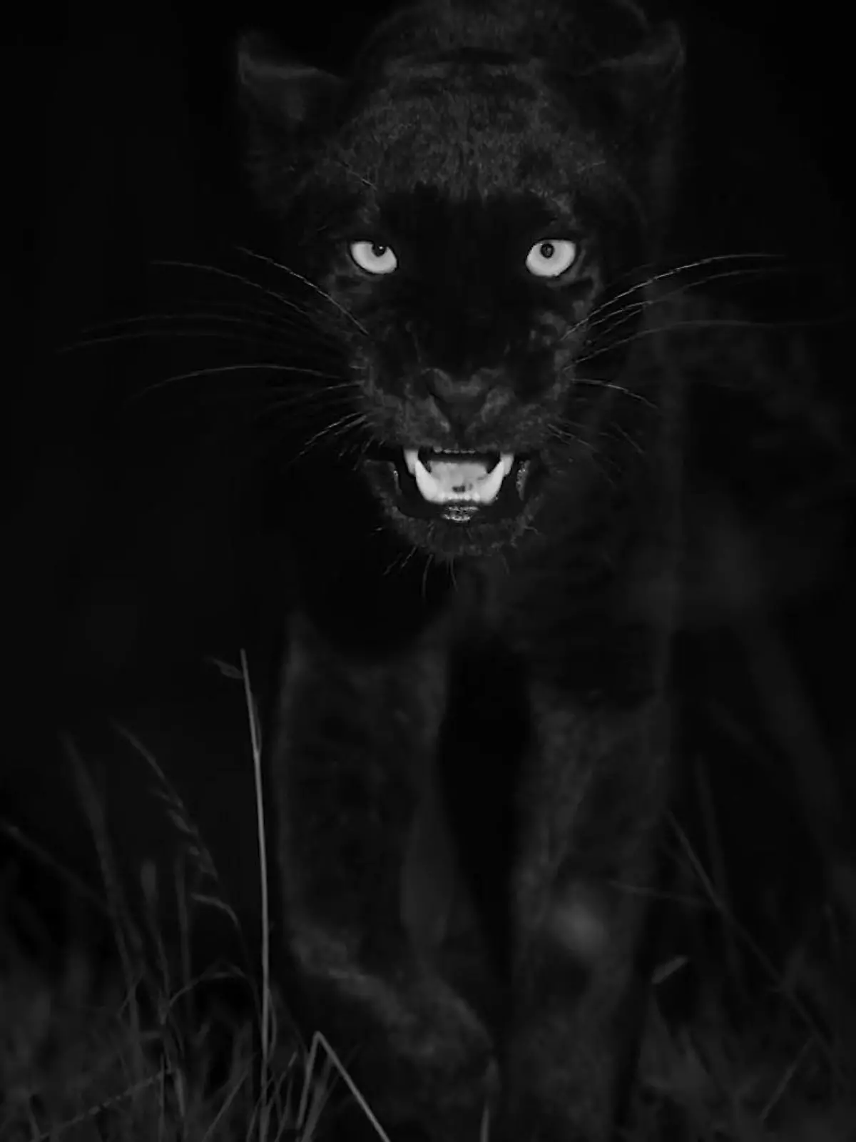 Bild zu: "Schwarzer Leopard so nah wie nie! Deutschem Fotografen gelingen Sensationsbilder"