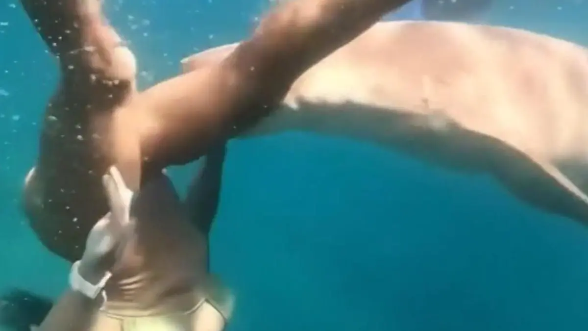 Hai-Angriff auf Schnorchlerin! Raubfisch verbeißt sich in Tayane (36) Heftige Verletzung am Bein