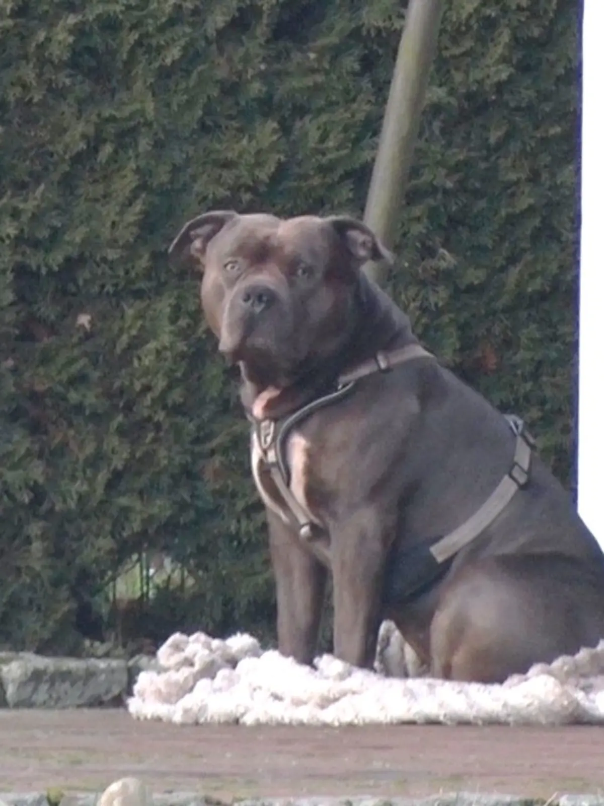 Bild zu: "American Bully Sam besteht Wesenstest – so geht es jetzt mit dem Hund weiter"