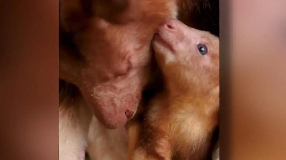 Seltener Zuchterfolg! Dieses Baumkänguru-Baby lässt uns alle dahinschmelzen Stark vom Aussterben bedroht
