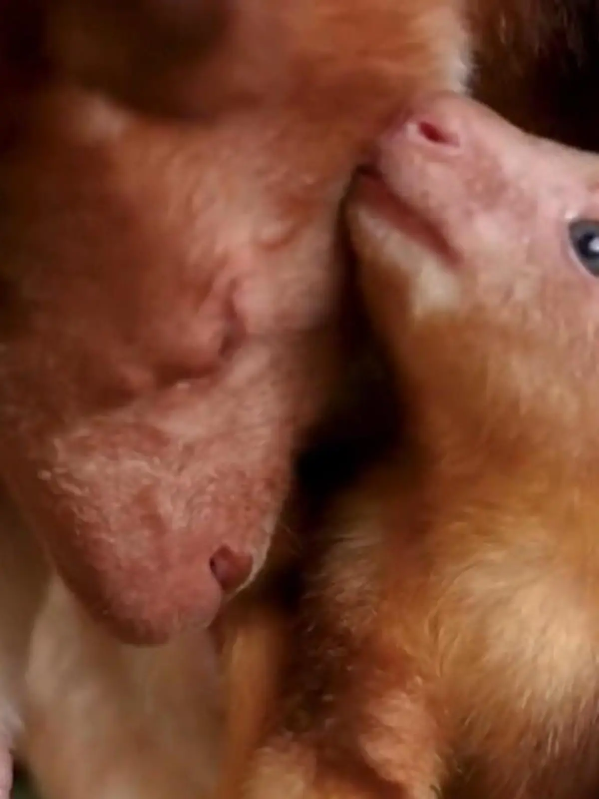 Bild zu: "Seltener Zuchterfolg! Dieses Baumkänguru-Baby lässt uns alle dahinschmelzen"