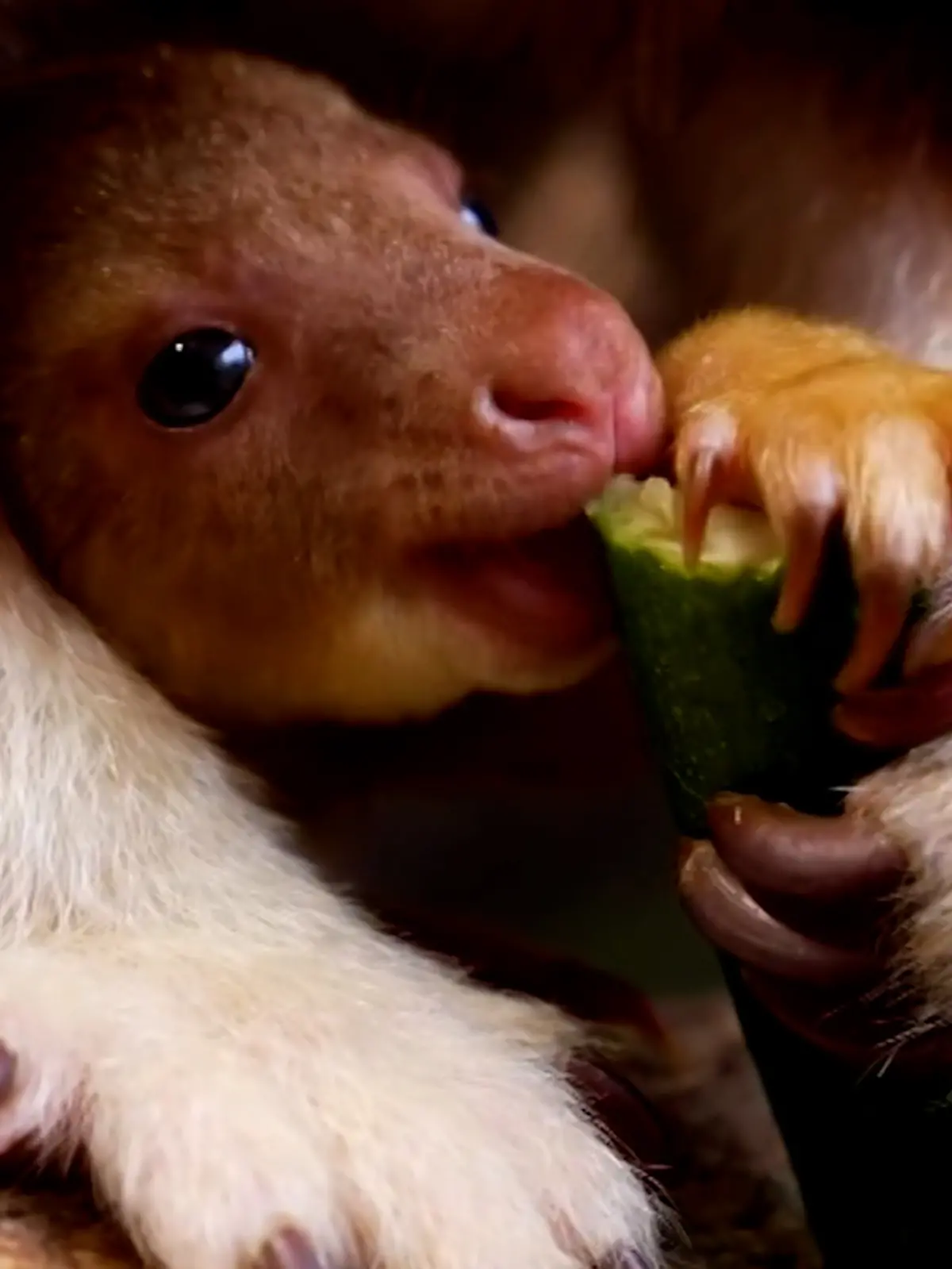 Noch ist das süüüüüße Baumkänguru-Baby namenlos. 
