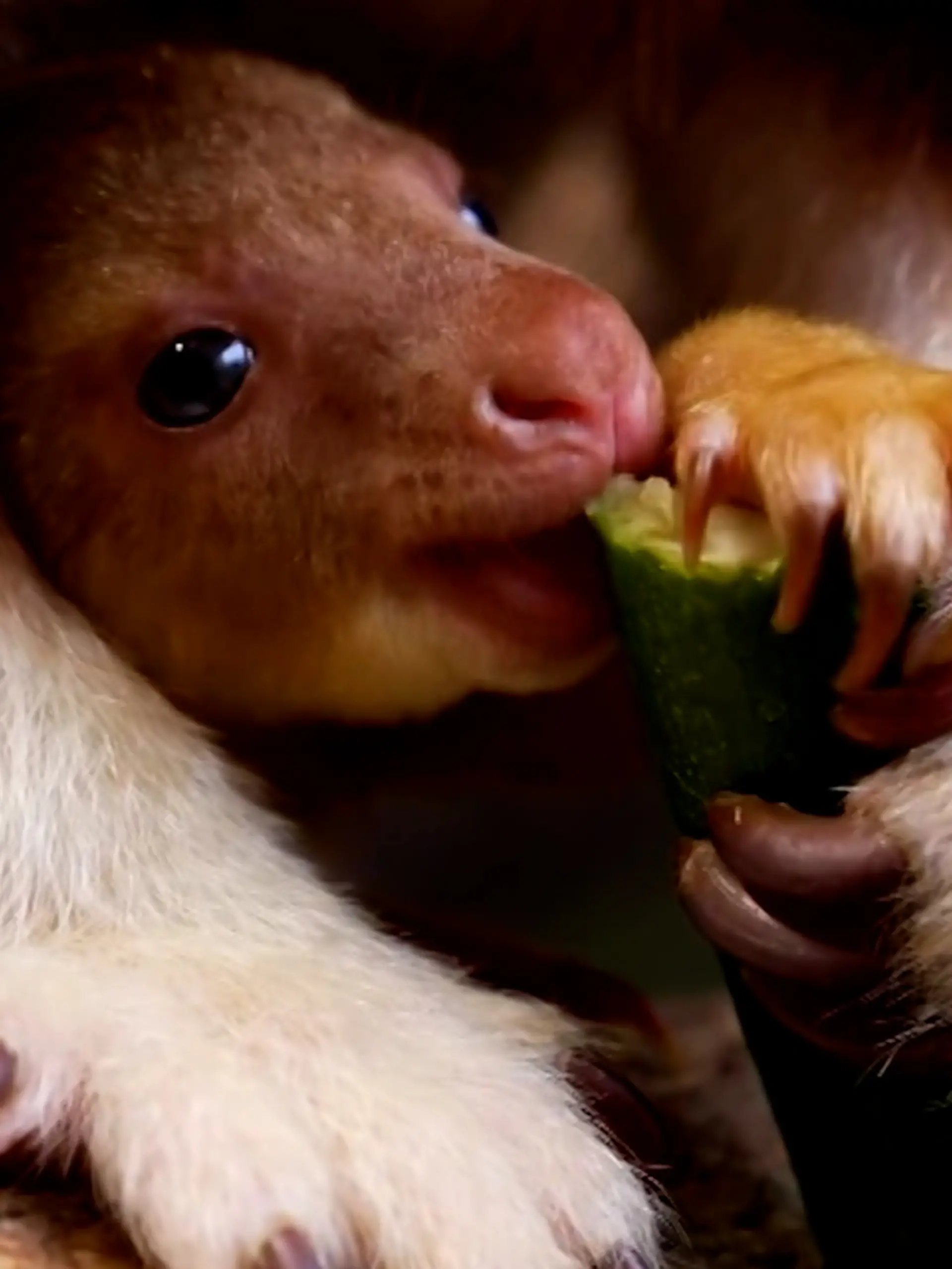 Noch ist das süüüüüße Baumkänguru-Baby namenlos. 
