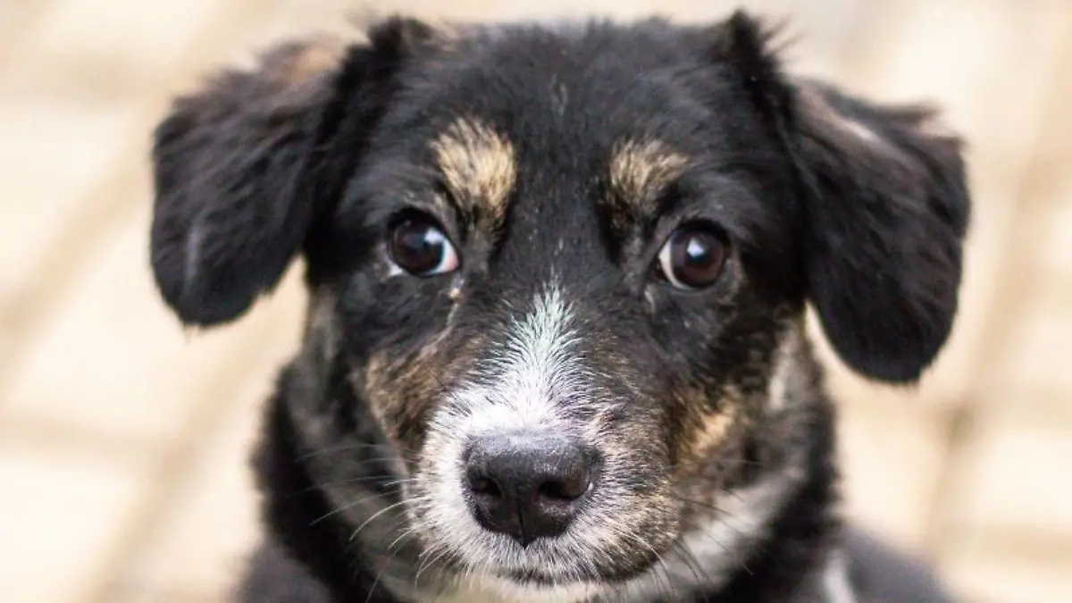 Elia sucht bei „Die Unvermittelbaren mit Martin Rütter” ein neues Zuhause