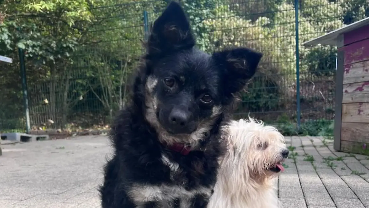 Rimma sucht bei „Die Unvermittelbaren mit Martin Rütter” ein neues Zuhause