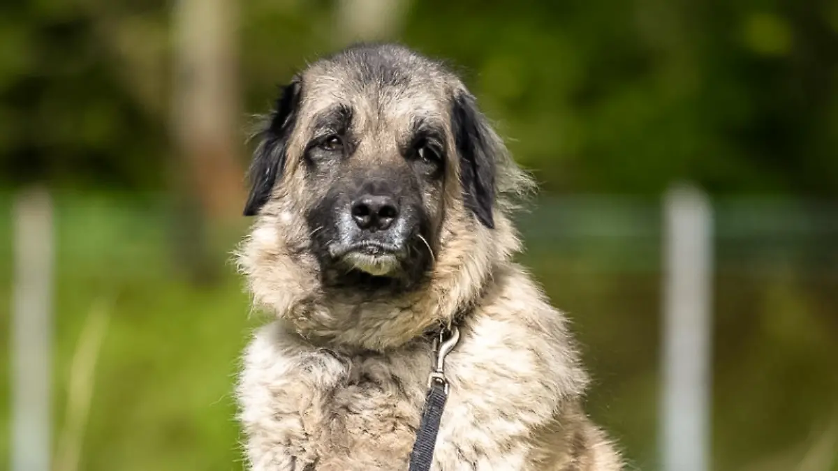 Bumi sucht bei „Die Unvermittelbaren mit Martin Rütter” ein neues Zuhause