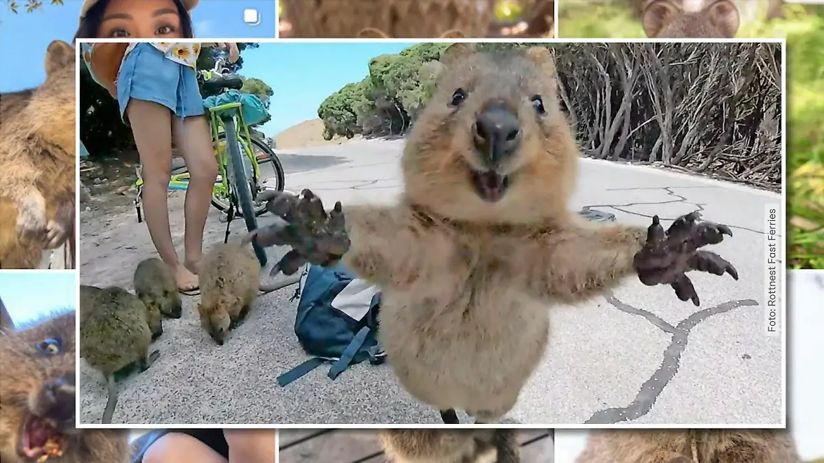 Der neue Web-Trend bei Promis und Urlaubern Quokka-Selfies