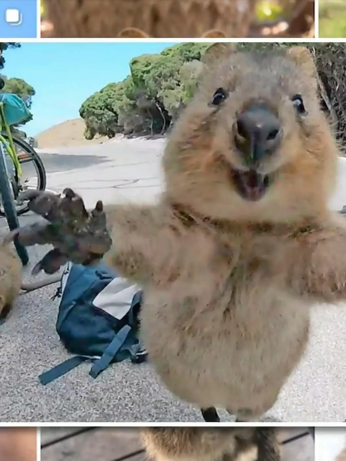 Bild zu: "Der neue Web-Trend bei Promis und Urlaubern"