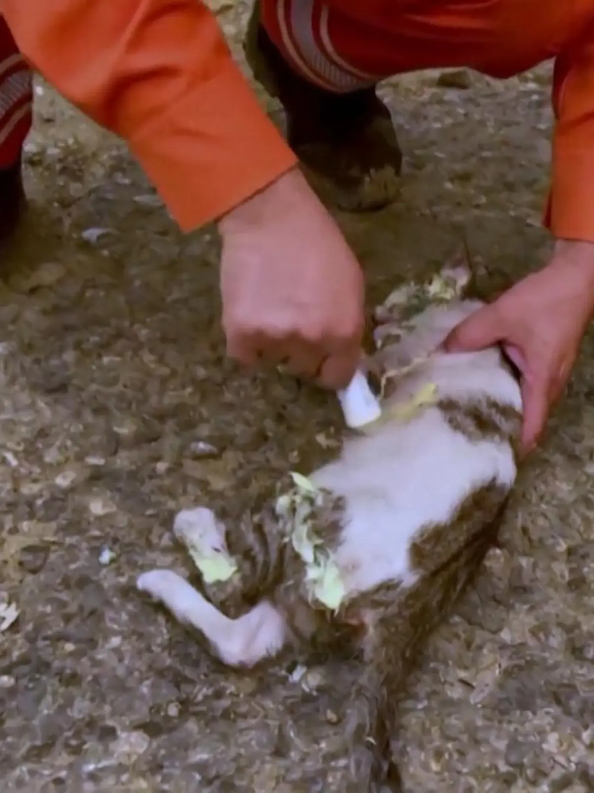 Waldbrände in der Türkei: Drei Menschen starben bisher in den Flammen. Auch viele Tiere kamen ums Leben. Feuerwehrmänner haben eine Katze vor dem Flammentod gerettet.