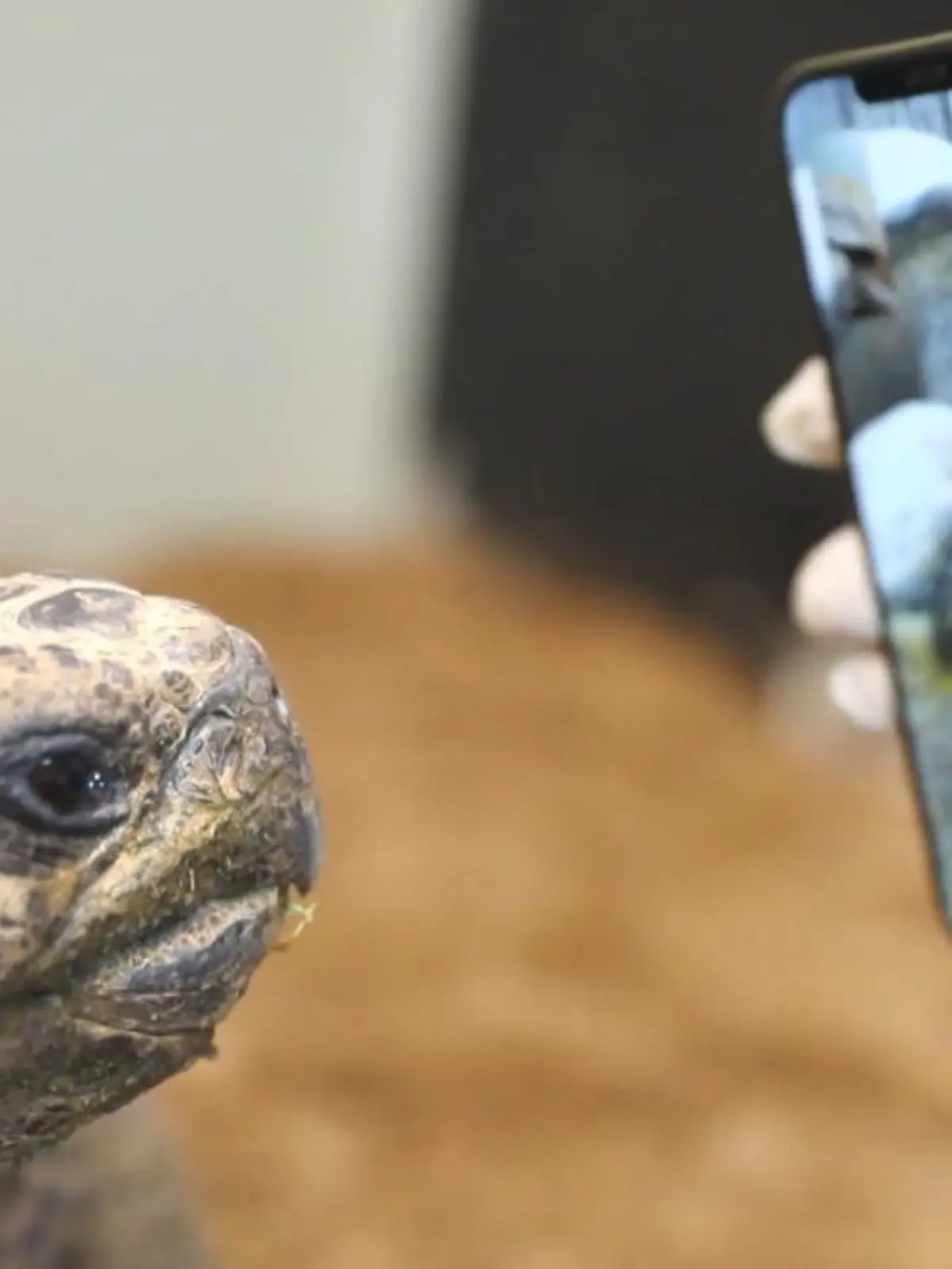Bild zu: "Das erste Date von zwei Schildkröten"
