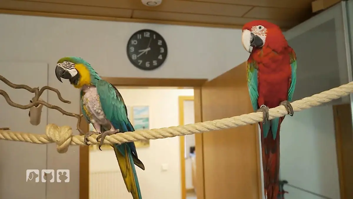 Vier Papageien sorgen für jede Menge Action Ein außergewöhnlicher Hausbesuch