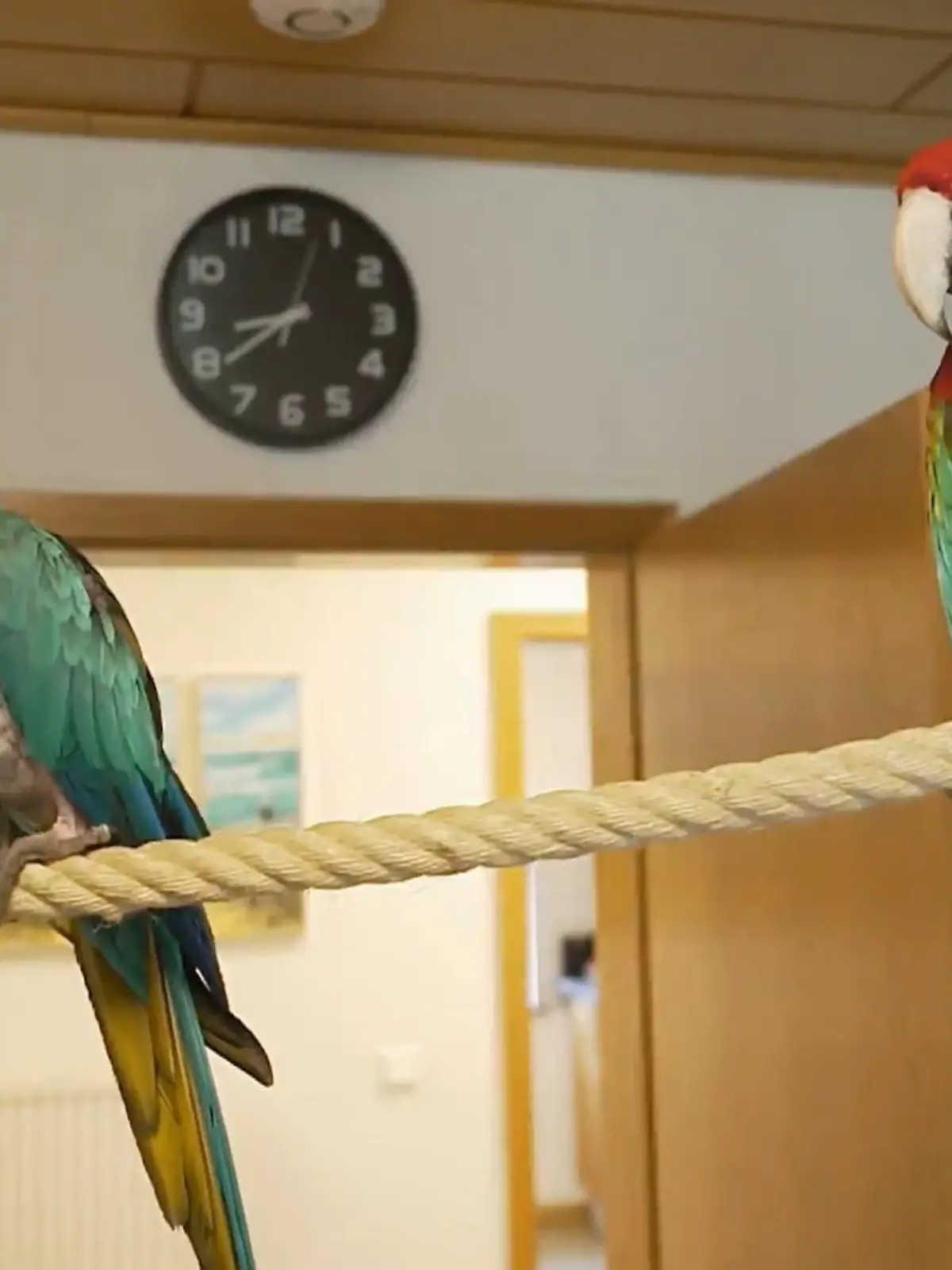 Bild zu: "Vier Papageien sorgen für jede Menge Action"