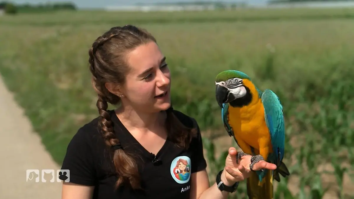 Die Aras dürfen frei fliegen Kommen sie zurück?