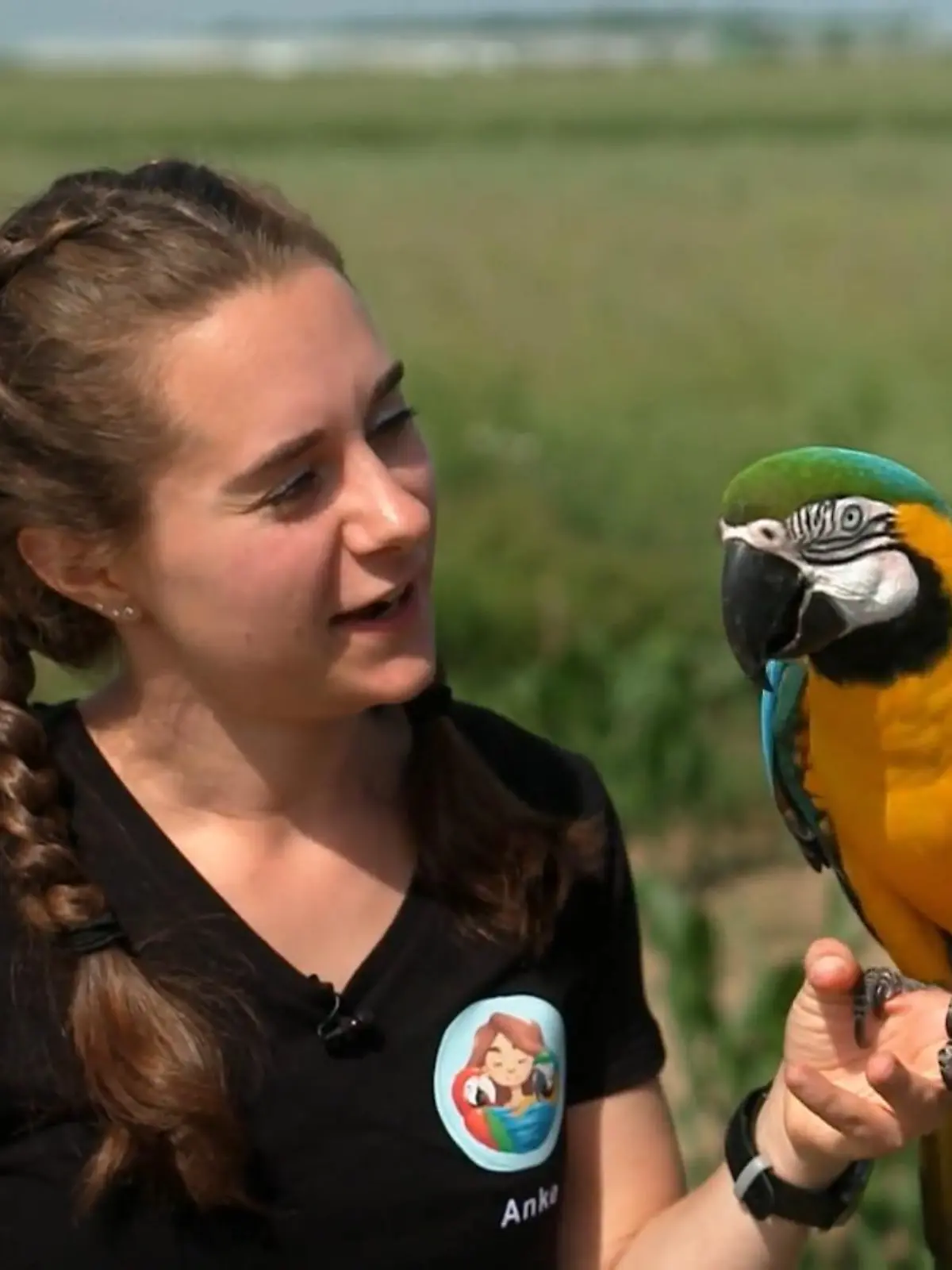 Bild zu: "Die Aras dürfen frei fliegen"