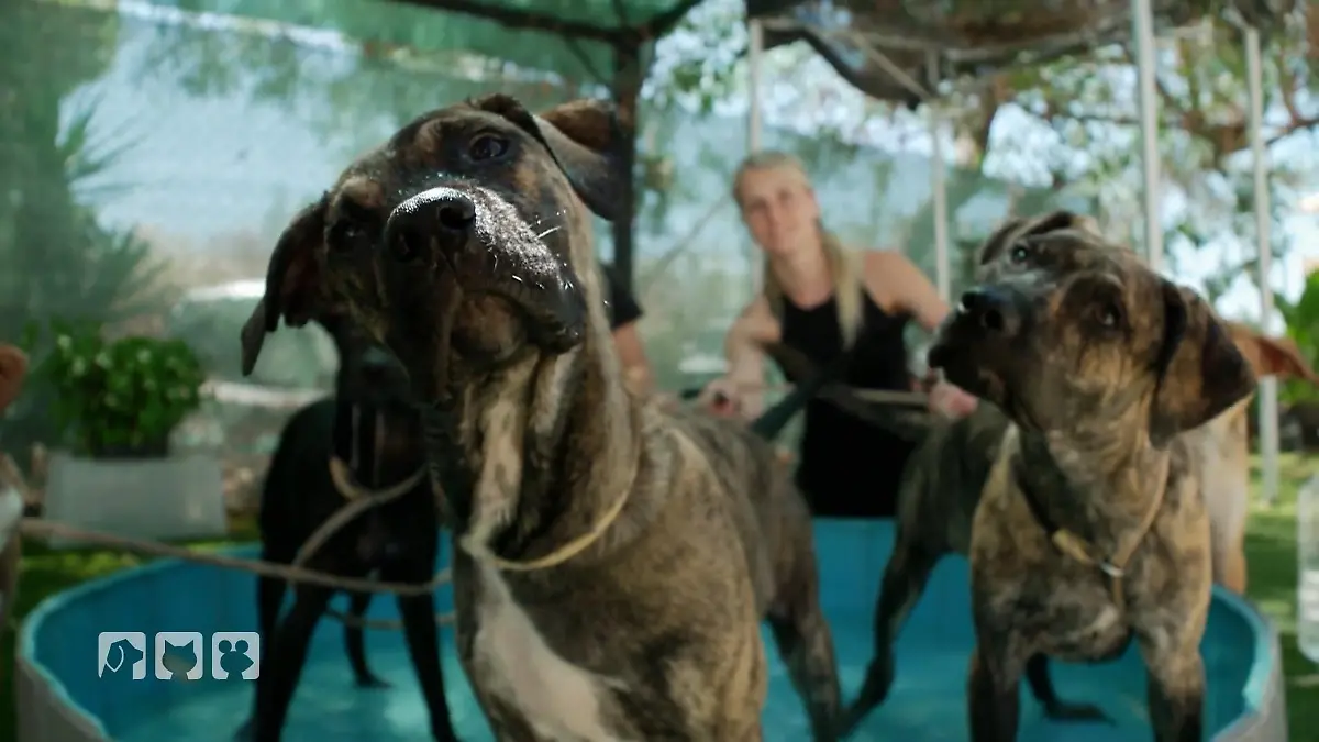 Hunderte Tiere kämpfen im „Triple A“ ums Überleben Unter der Sonne Marbellas