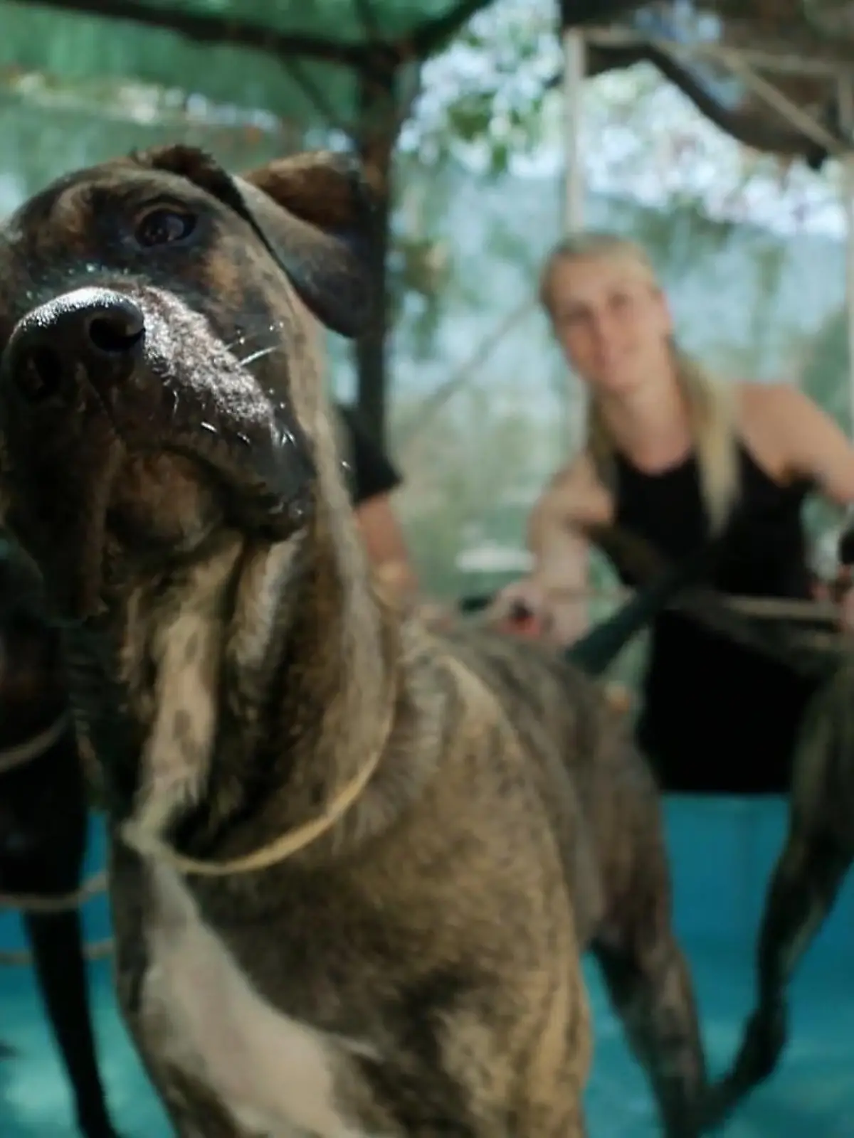 Bild zu: "Hunderte Tiere kämpfen im „Triple A“ ums Überleben"