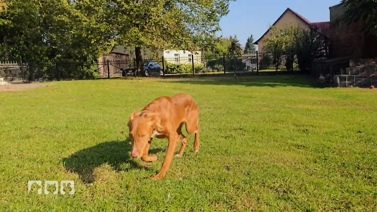 Foxi blüht in Eisenhüttenstadt auf Vom Sorgenkind zur Frohnatur