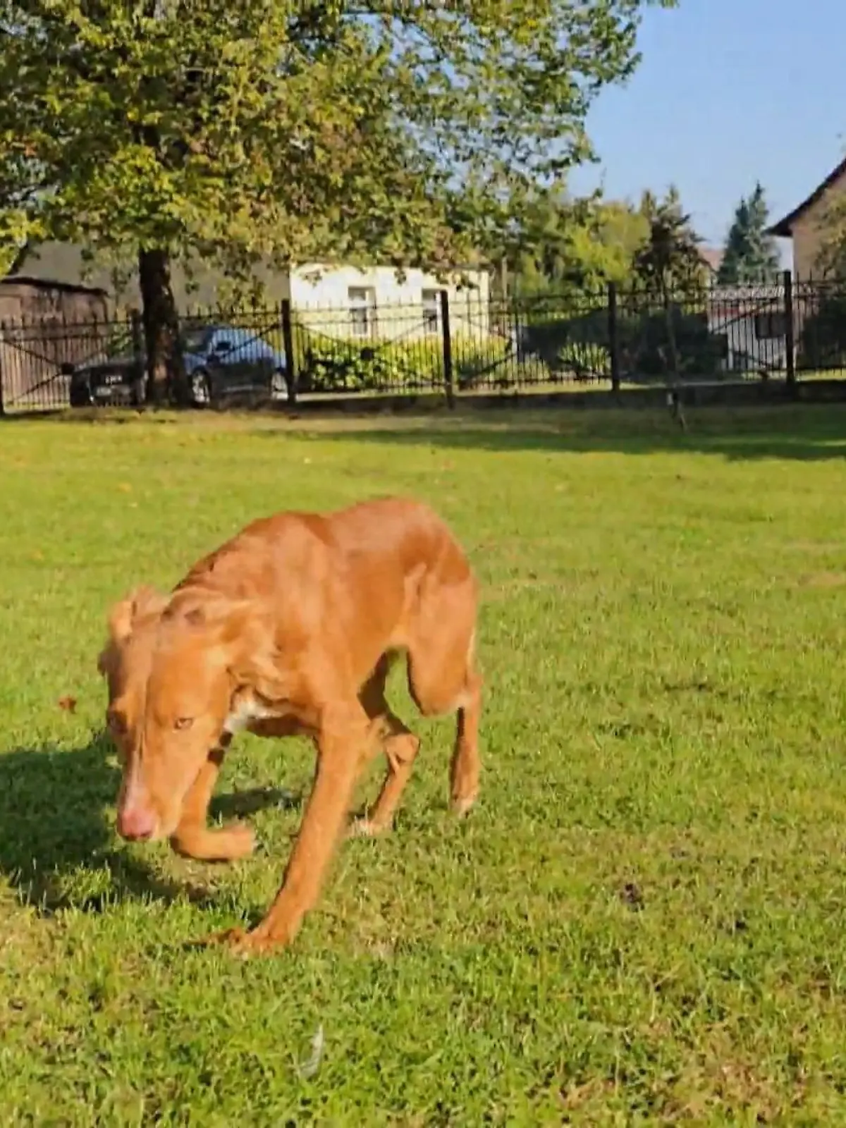 Bild zu: "Foxi blüht in Eisenhüttenstadt auf"