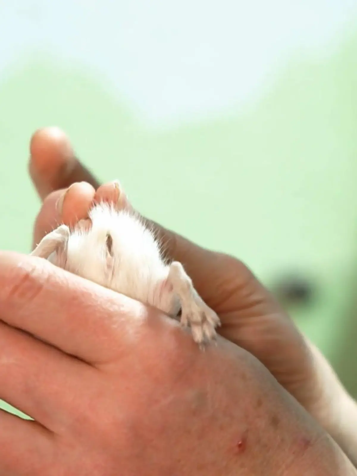 Bild zu: "So erkennt man das Geschlecht der Mäuse"