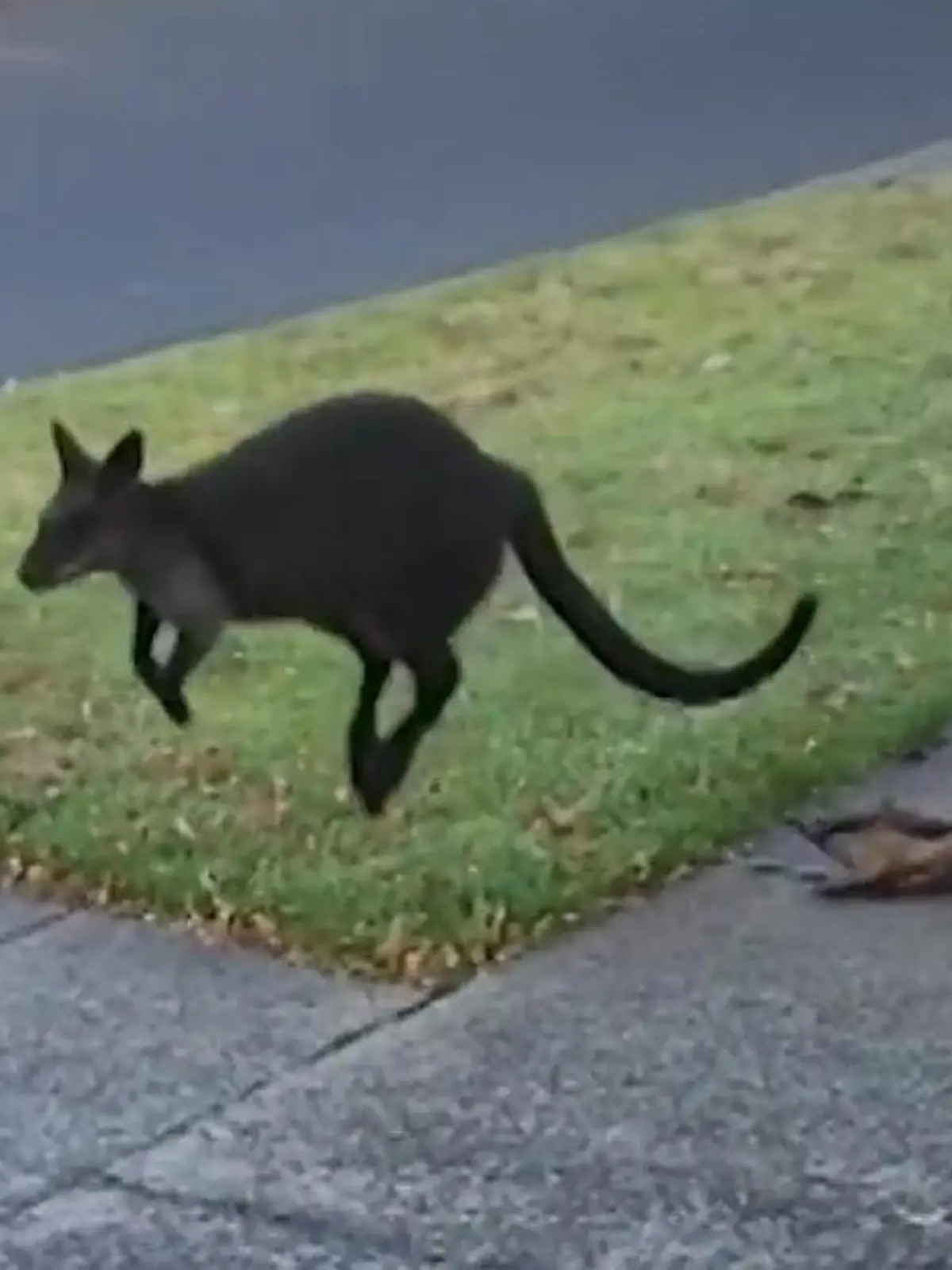 Bild zu: "Direkt vor Anwohnerin! Känguru-Baby plumpst aus Beutel - Mutter hüpft einfach weiter"