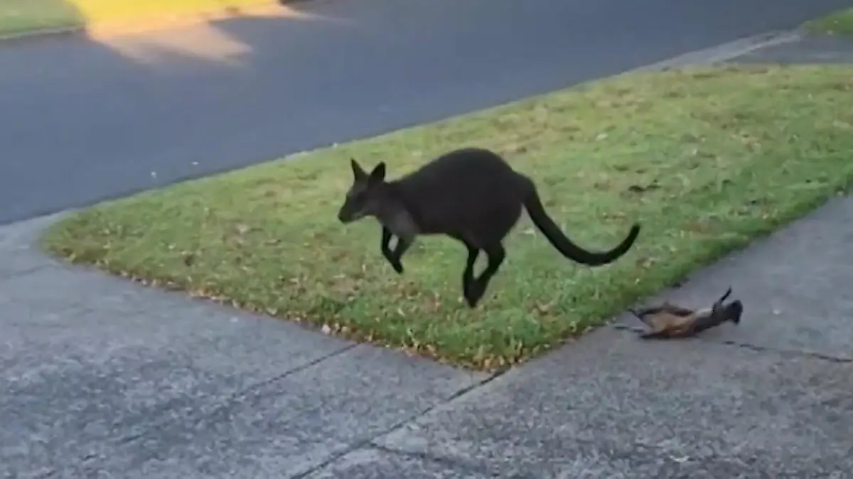 Direkt vor Anwohnerin! Känguru-Baby plumpst aus Beutel - Mutter hüpft einfach weiter Dieses Waisenkind bewegt Millionen