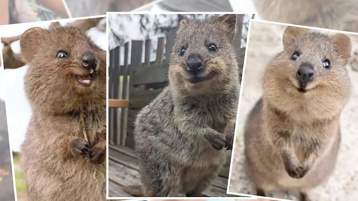 Die süßesten Tiere der Erde? Nur für SIE reisen Stars aus aller Welt an „Mit uns einfach reisen"