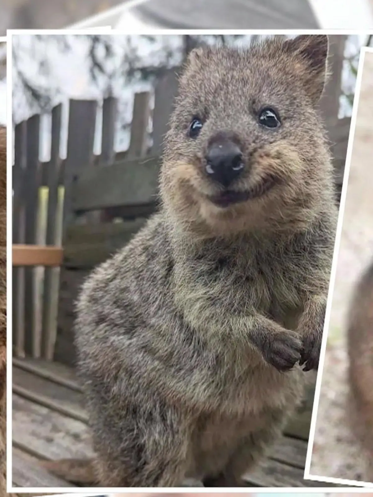 Bild zu: "Die süßesten Tiere der Erde? Nur für SIE reisen Stars aus aller Welt an"