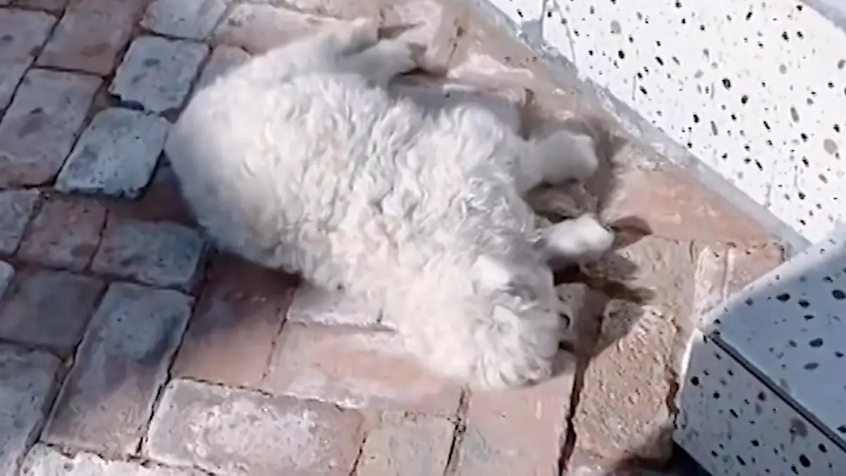 Was für ein Dra-mäh! Käufer bieten Megasumme für Lamm – weil es sich totstellen kann?! Nur eine darf es anfassen