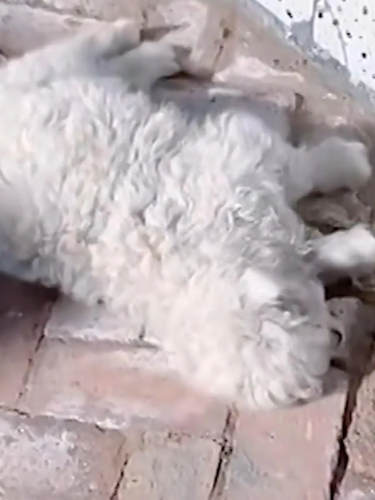 Bild zu: "Was für ein Dra-mäh! Käufer bieten Megasumme für Lamm – weil es sich totstellen kann?!"