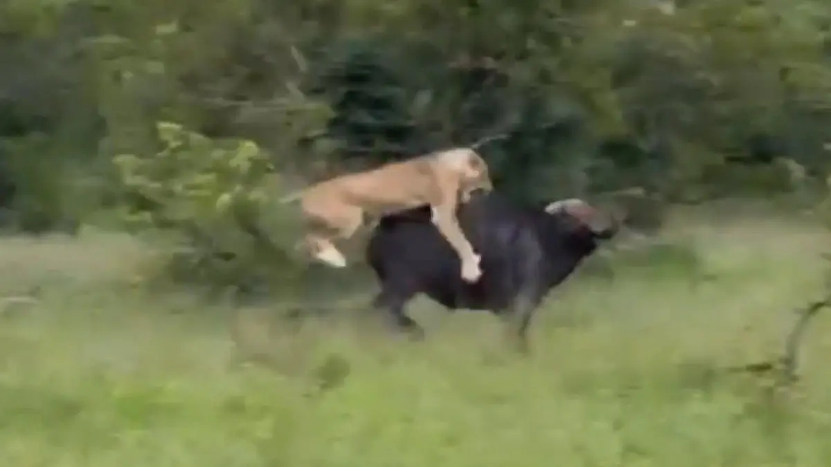 Kruger-National-Park-Touristen-erleben-berlebenskampf-von-B-ffel-gegen-sechs-L-winnen