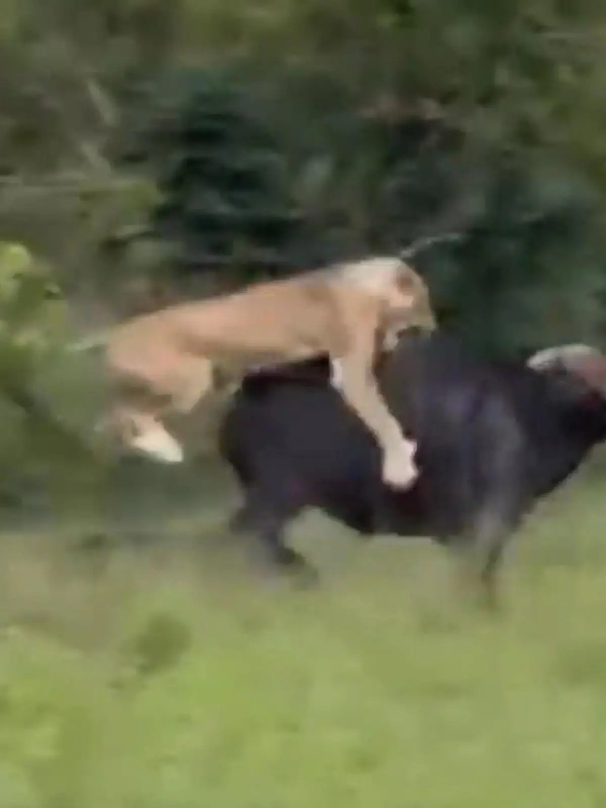 Bild zu: "Klar in der Unterzahl! Büffel nimmt es mit gleich sechs Löwinnen auf"