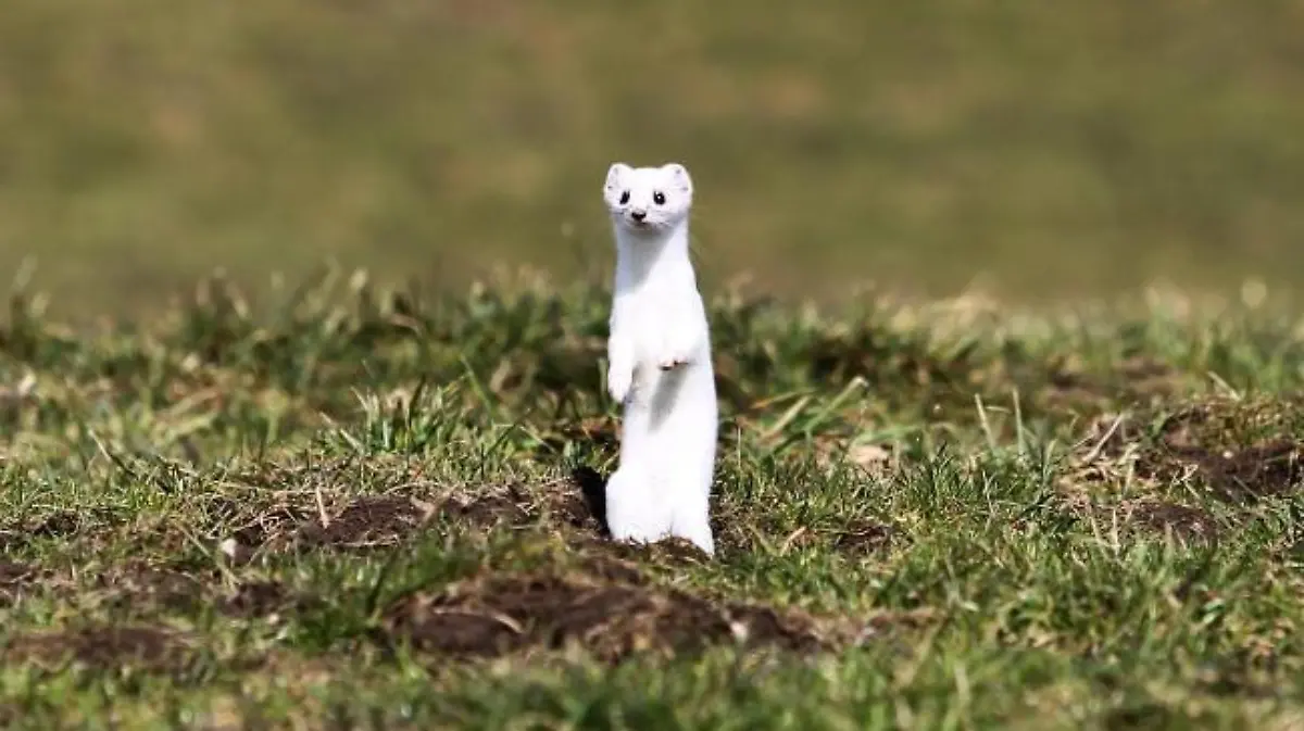 Ein Hermelin steht auf einer grünen Wiese