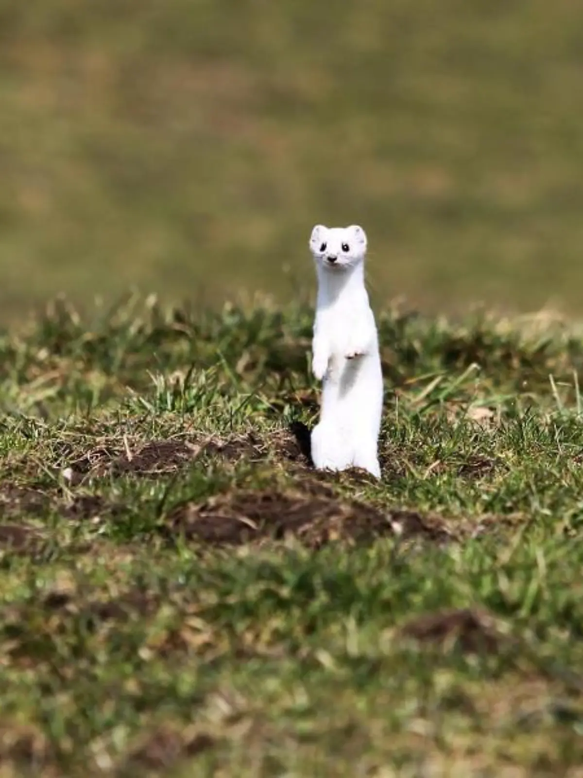 Ein Hermelin steht auf einer grünen Wiese