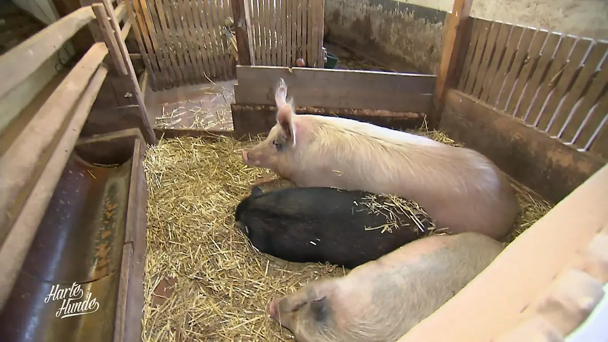 Neues Gehege für die Schweine Mehr Platz für alle Tiere