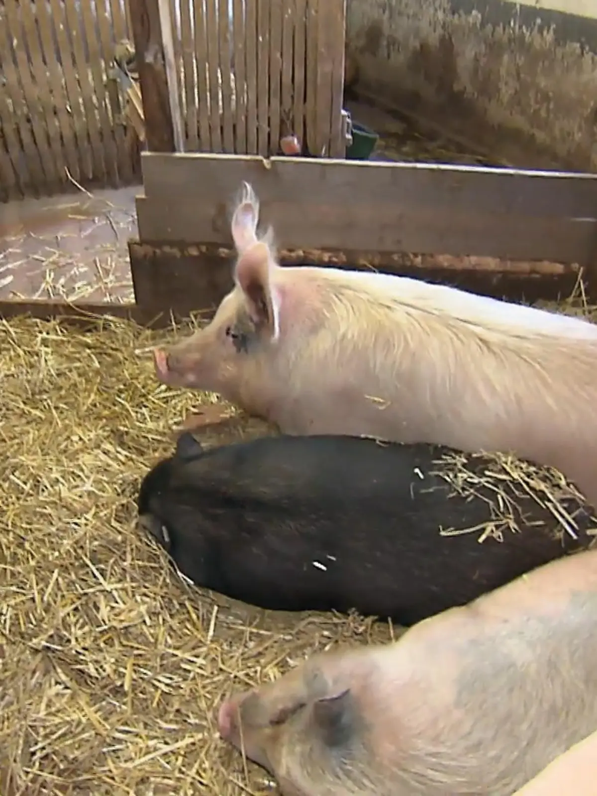 Bild zu: "Neues Gehege für die Schweine"