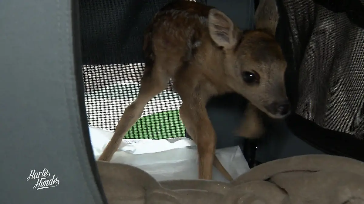 Rettung auf wackligen Beinen Kleines Kitz, große Sorgen