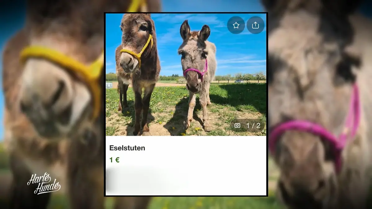 Freigekauft für 1 Euro Esel am Limit