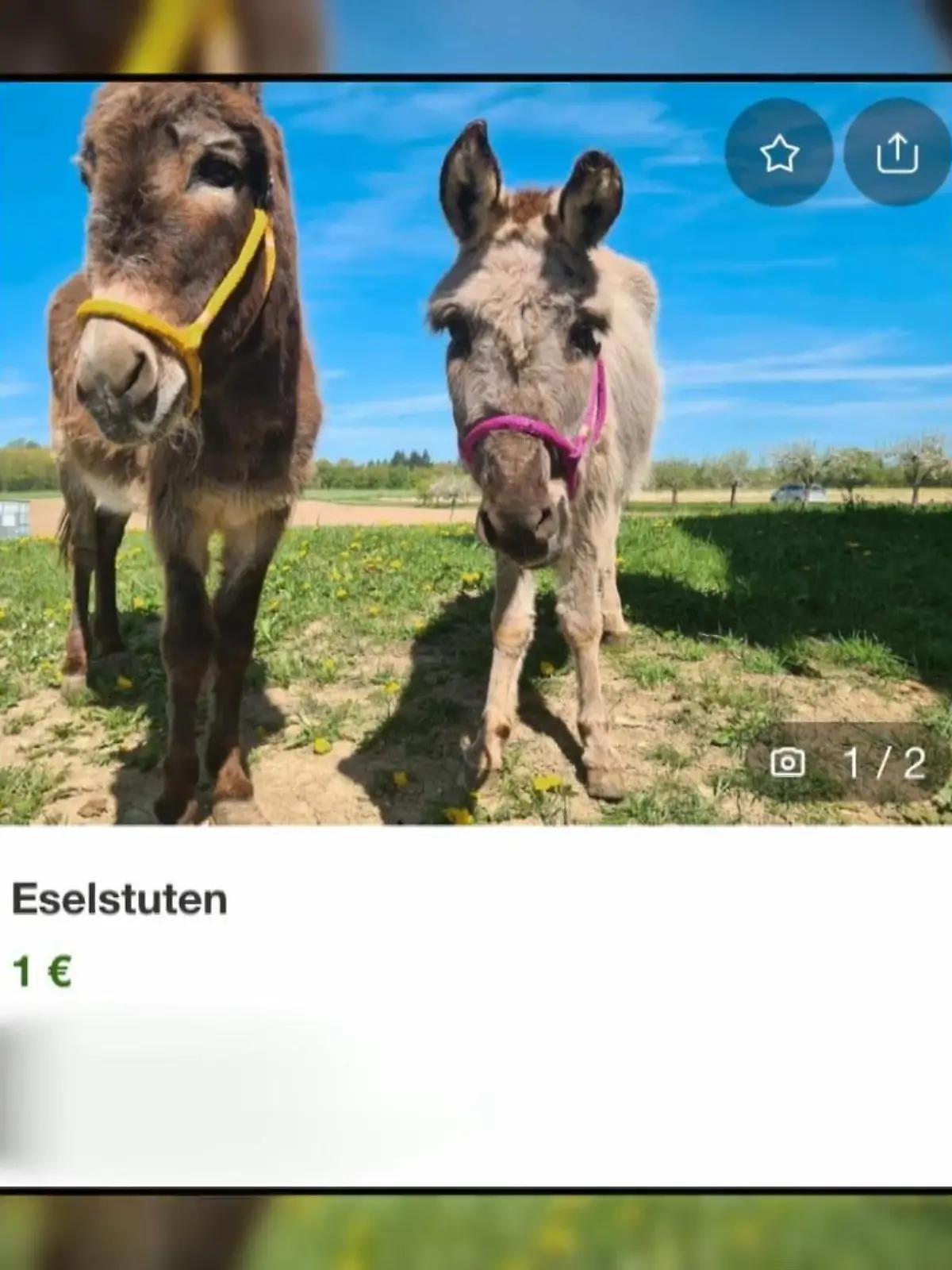 Bild zu: "Freigekauft für 1 Euro"